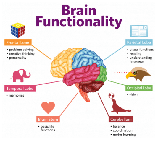 How Brain Works - Intrepreneurship